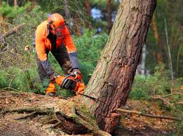 Best Tree Health Inspection  in Pond Creek, OK